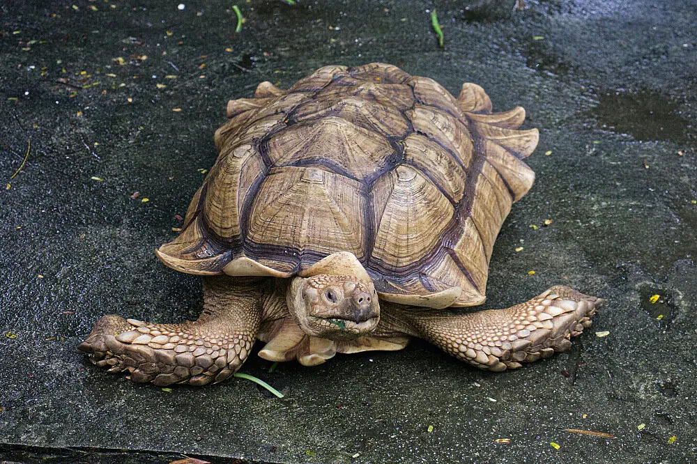 Wellness Escape with Yoga and Tortoises in Ethiopia