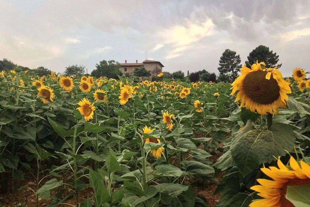 Mindful Arts & Yoga Wellness Retreat in the Heart of Tuscany