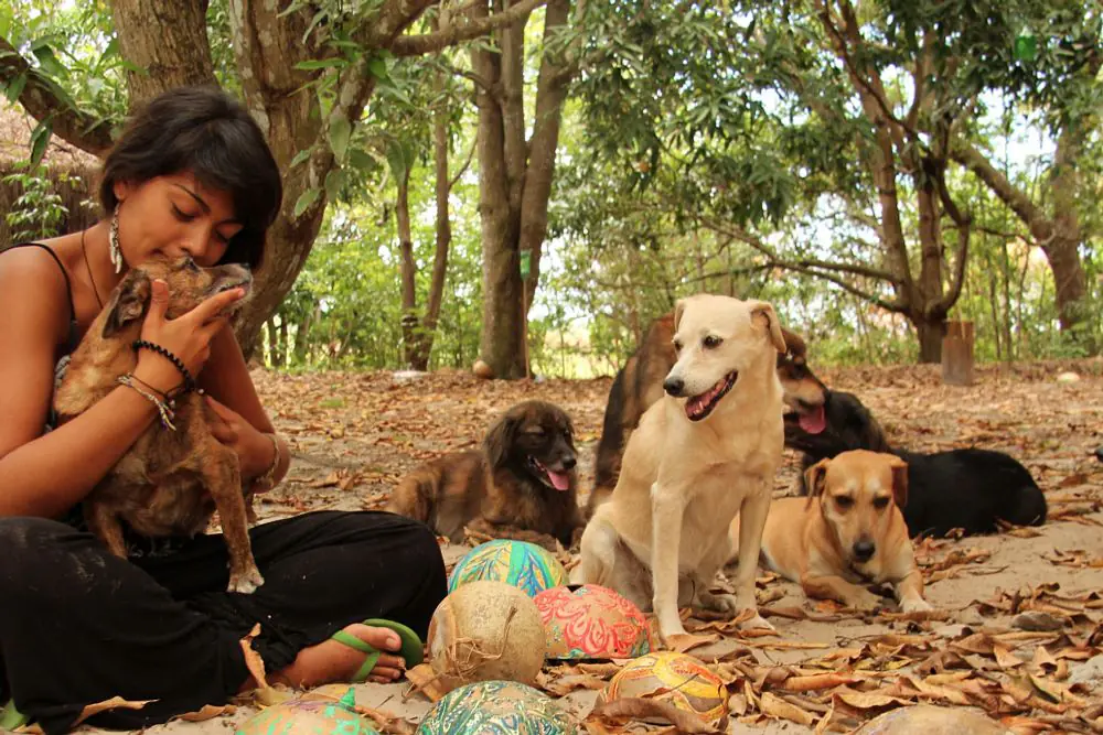 Healing Dog & Nature Wellness Retreat in Bahia, Brazil