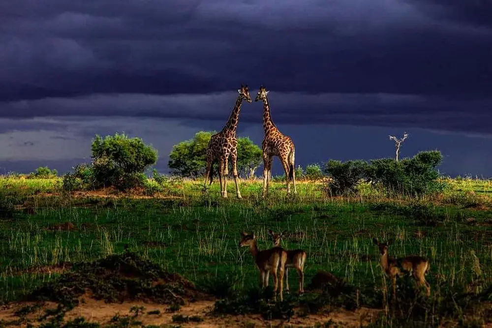 Wellness and Wildlife Adventure Retreat in Uganda