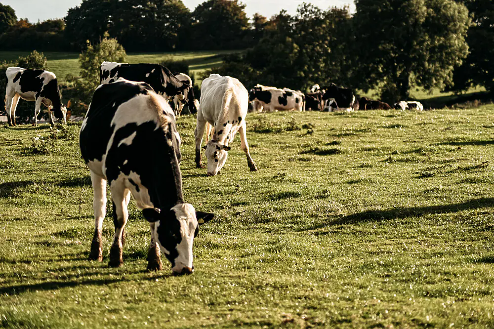 Ayurvedic Weight Loss Kickstart Retreat in Herefordshire Countryside