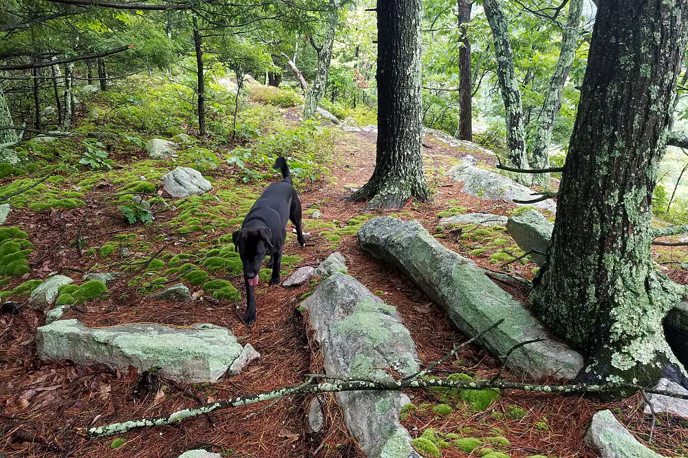 Private Bespoke Wellness Retreat with Dr. Carla in Hudson Valley