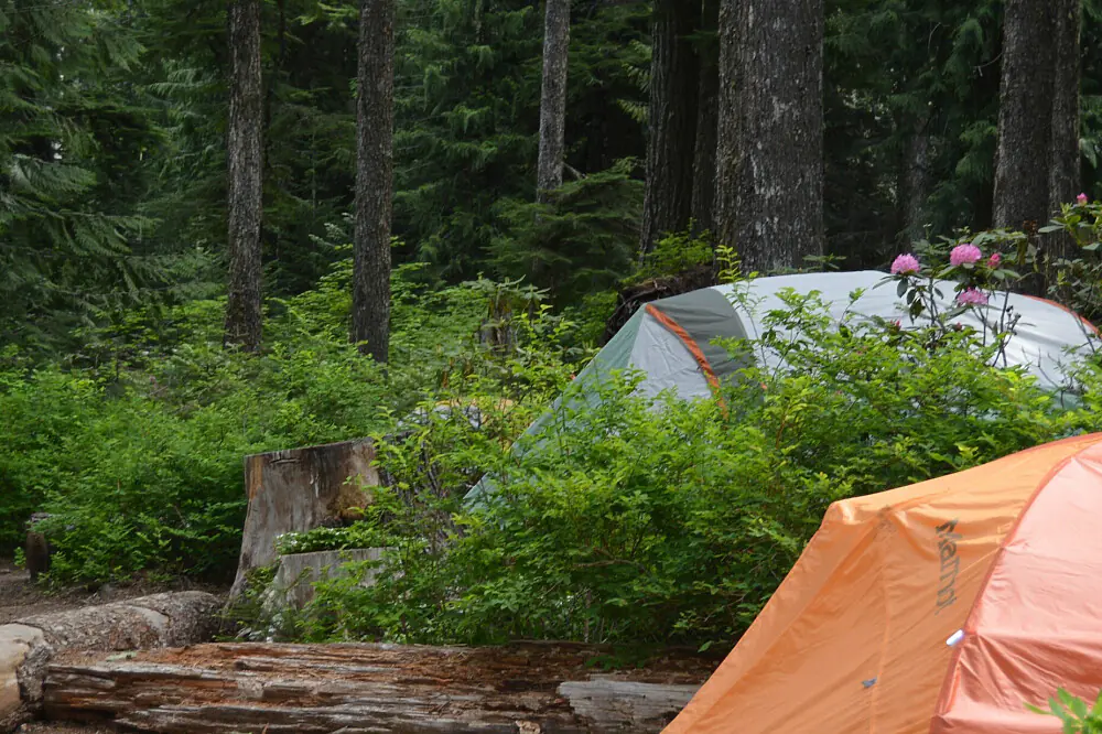 5-Day Forest Immersion and Guided Psilocybin Journey in the Pacific Northwest