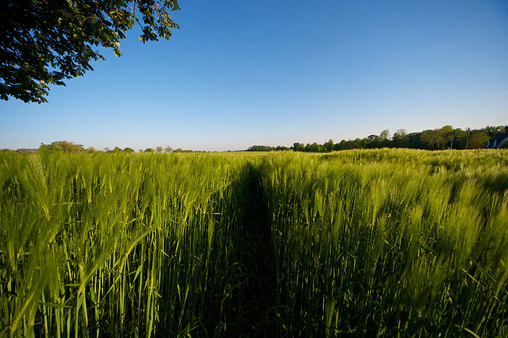 5 Day Longevity & Anti-Aging Wellness Retreat in Suffolk, UK