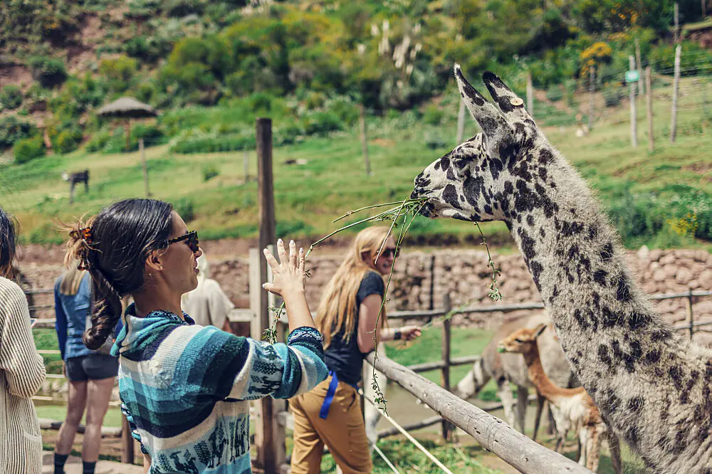 Alpaca Yoga and Llama Farm Wellness Escape in Peru's Sacred Valley