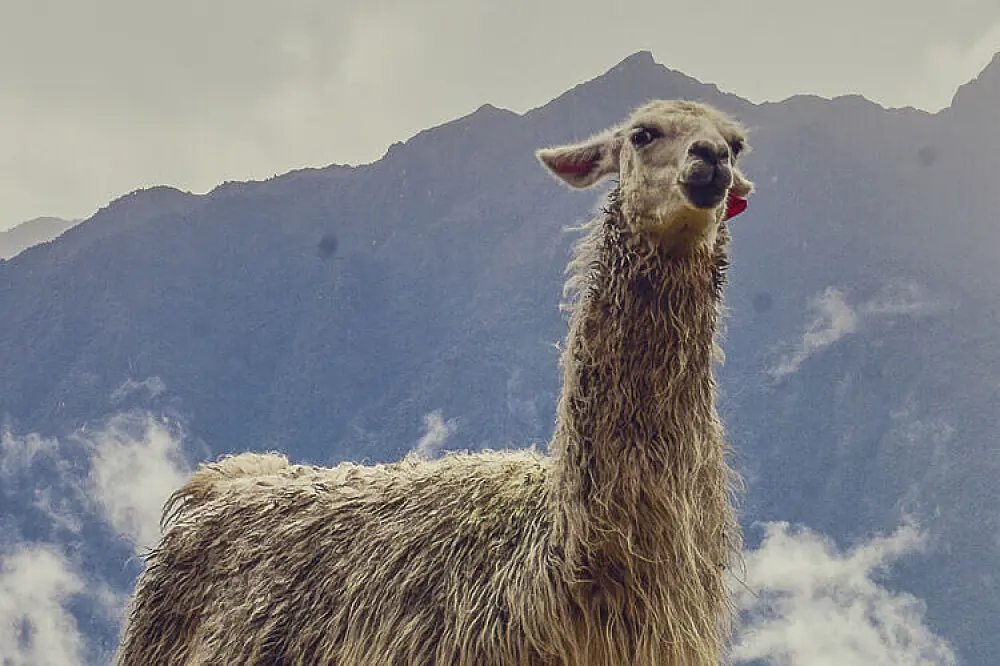 Wellness Trek with Llamas to Machu Picchu