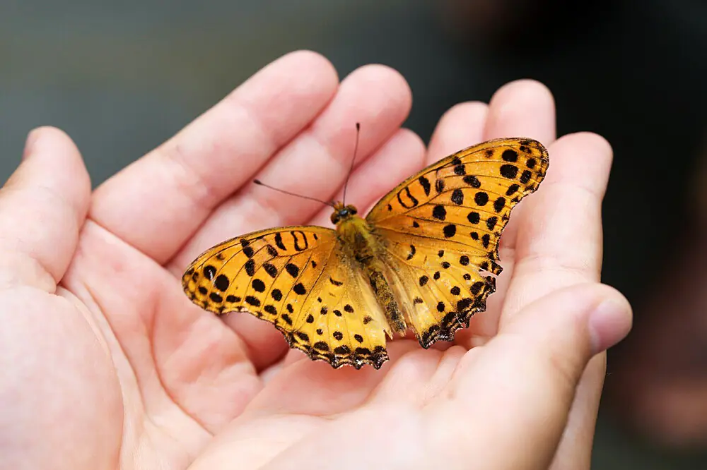 Transformative Ayahuasca & Plant Medicine Retreat Near Barcelona, Spain