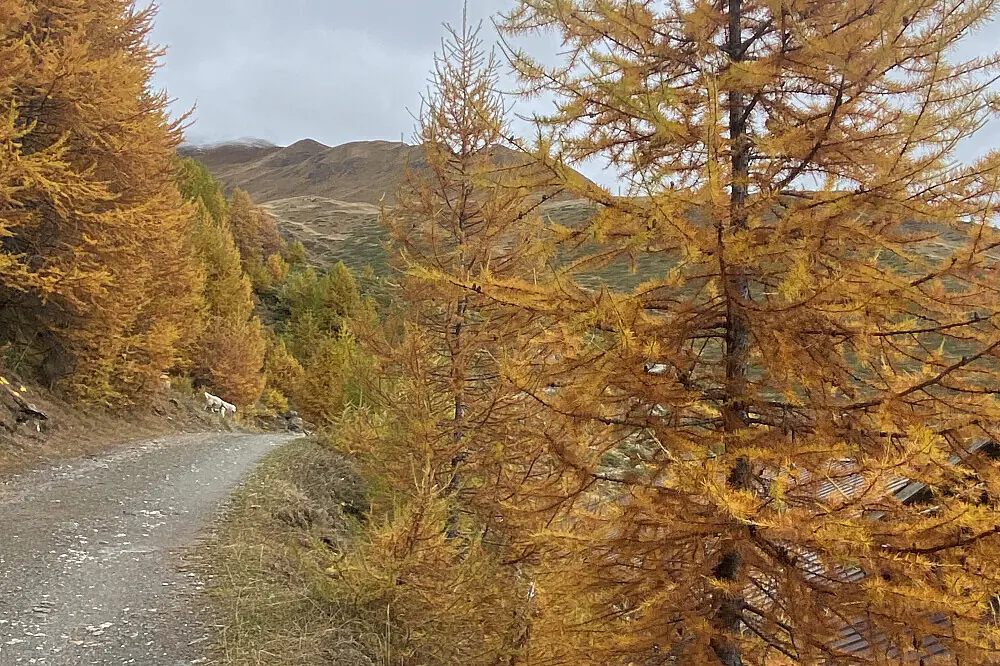 Autumn Wellness Escape: Hiking & Yoga Retreat for Women in the Italian Alps