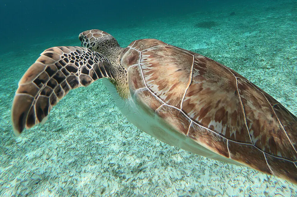 Yoga & Dive Wellness Retreat in Cozumel, Mexico