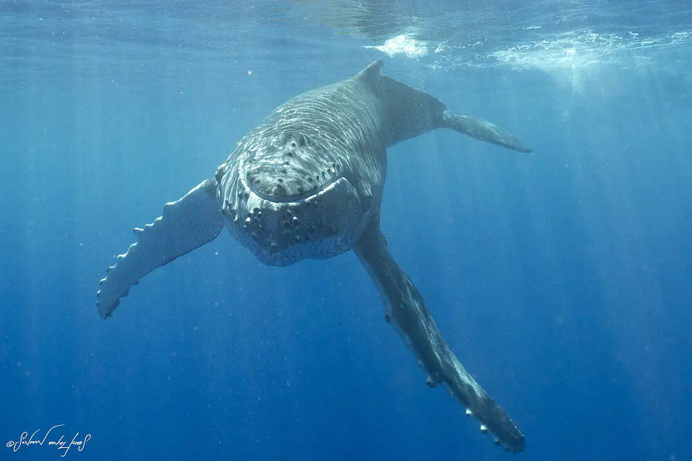Transformative Ocean Wellness Retreat: Swim with Humpback Whales in Moorea