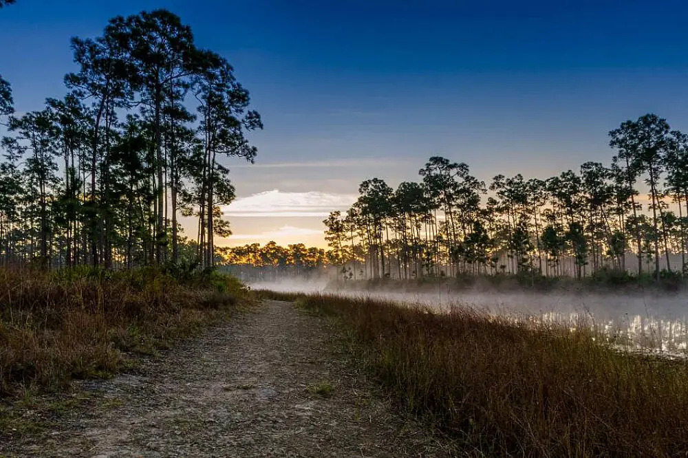 Restorative Women's Wellness Retreat in the Florida Woodlands