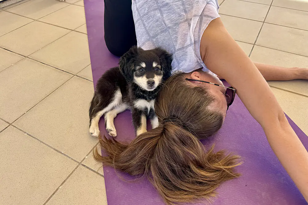 Puppy Yoga Wellness Escape in Cyprus: Yoga, Rescue Dogs & Mediterranean Views