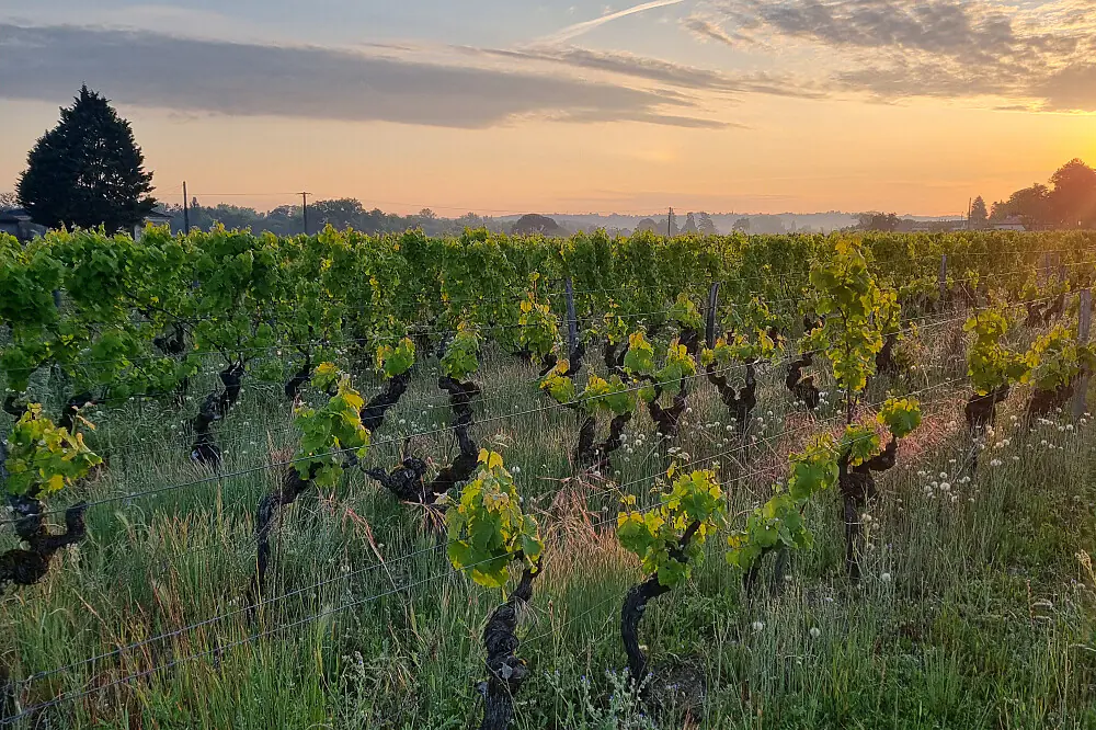 Mindful Wine & Wellness Retreat in Bordeaux: Tai Chi and Slow Living in the Vineyards