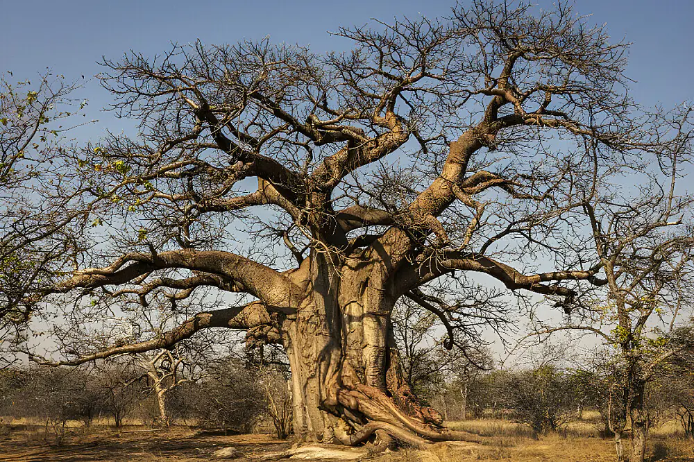8-Day Natural Liver & Gallbladder Detox in the African Bush, South Africa