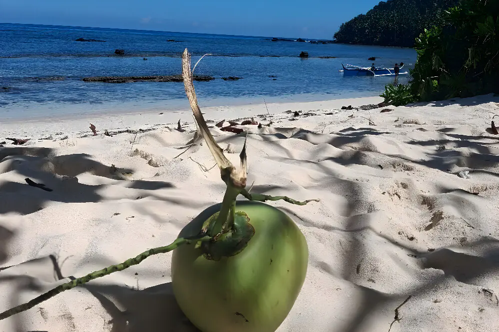 Surf & SUP Wellness Escape with Digital Detox on Mam On Island, Philippines