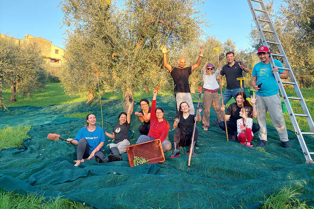 Olive Harvest & Yoga Wellness Retreat in the Tuscan Hills