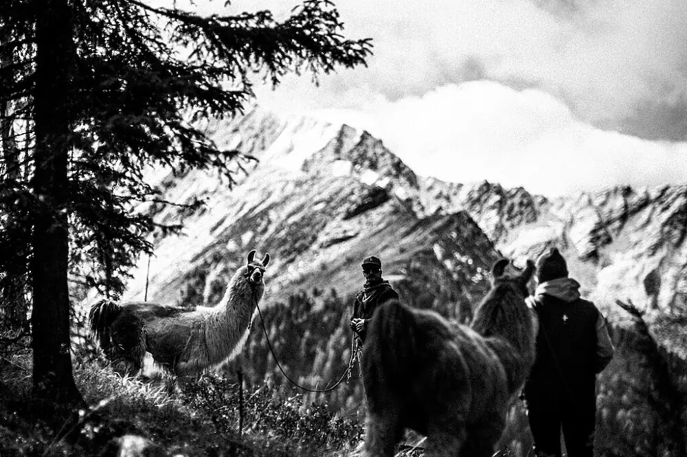 Alpaca Trekking Mountain Retreat in the Tyrolean Alps