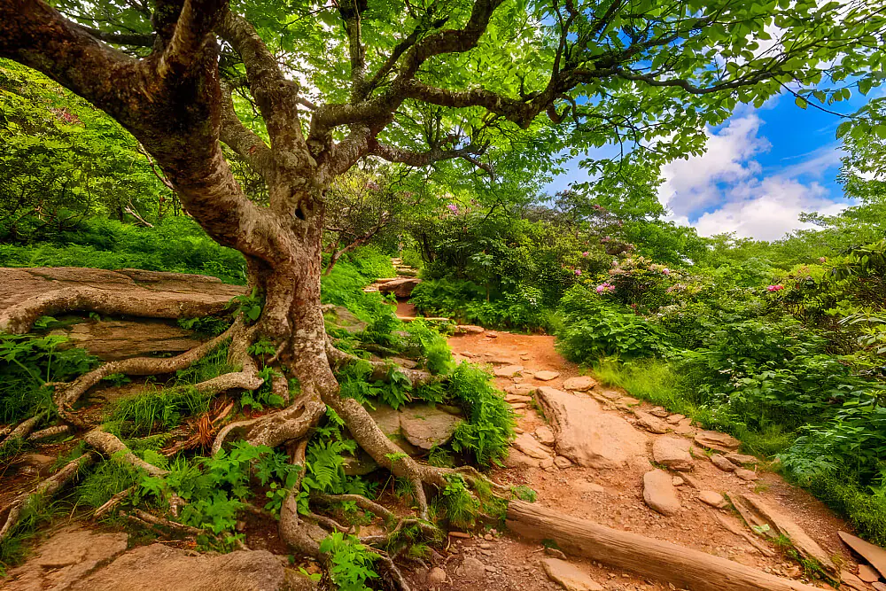 Traditional Healing & Nature Immersion Retreat in Asheville's Forested Mountains