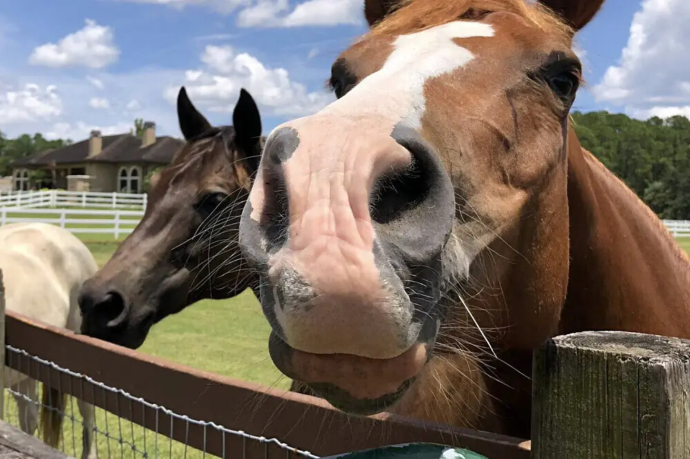 3-Day Grief & Loss Healing Retreat with Rescued Animals in Florida