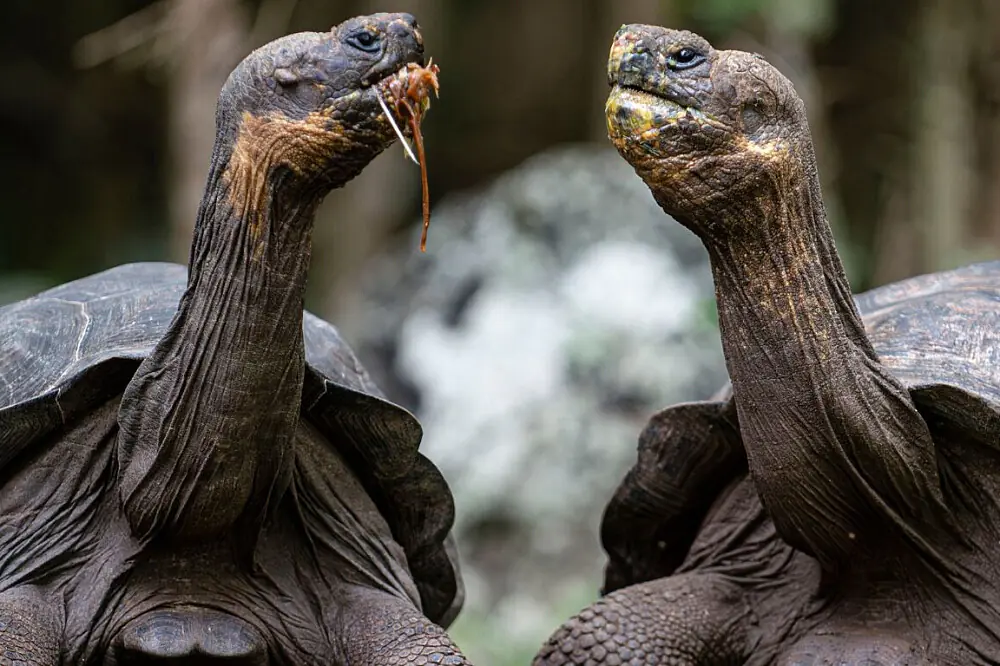 Galapagos Yoga & Manifestation Retreat: 4 Days of Intention Setting