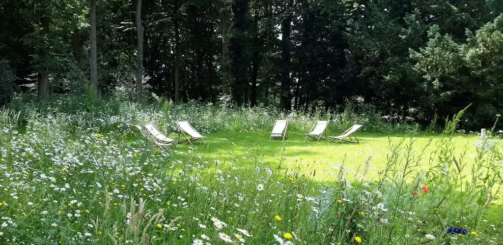 Psychedelic-Assisted Wellness Retreat in the Netherlands with Expert Facilitators