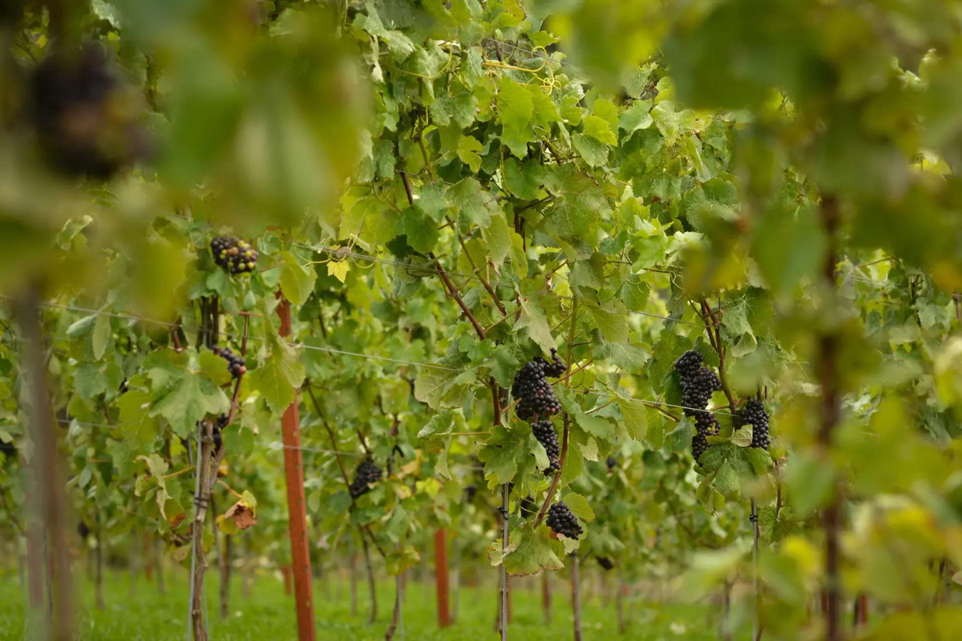 VINOYASA: Yoga & Wine Retreat in the Loire Valley, France