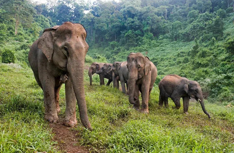 Yoga for Elephants: A 5-Day Wellness Retreat at the Elephant Conservation Center, Laos