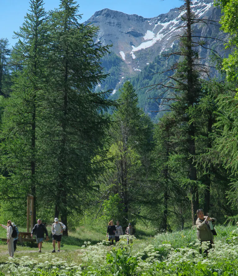 Gut Health & Low-Tox Living Retreat in the Italian Alps