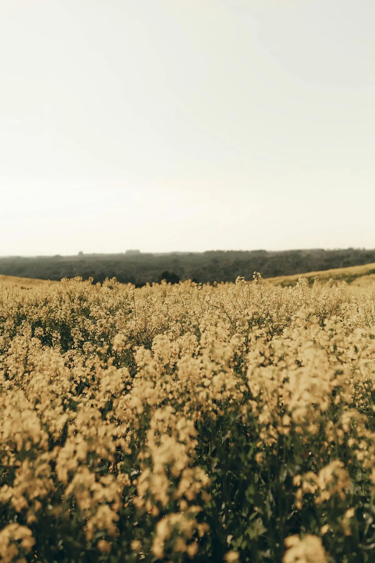 Golden Balance: 4-Day Reset, Detox & Yoga Retreat in Alentejo, Portugal