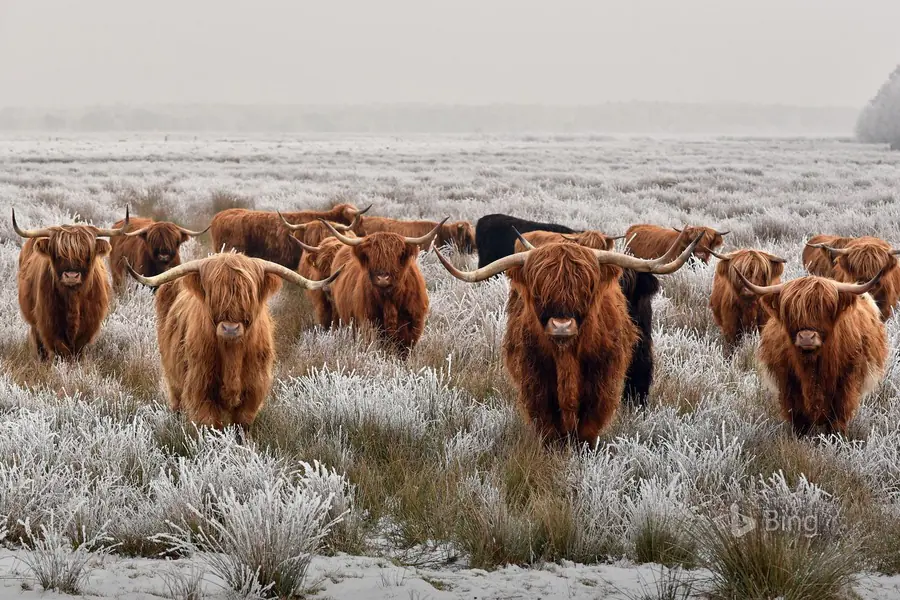 Yoga & Rewilding Retreat in the Scottish Highlands: A Week on a 23,000-Acre Reserve