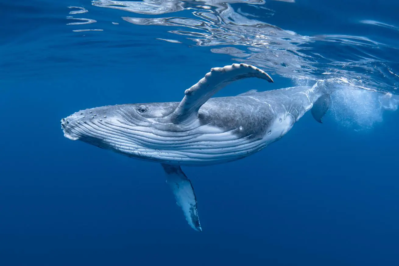 Whale Swim & Yoga Retreat on a Private Tongan Island