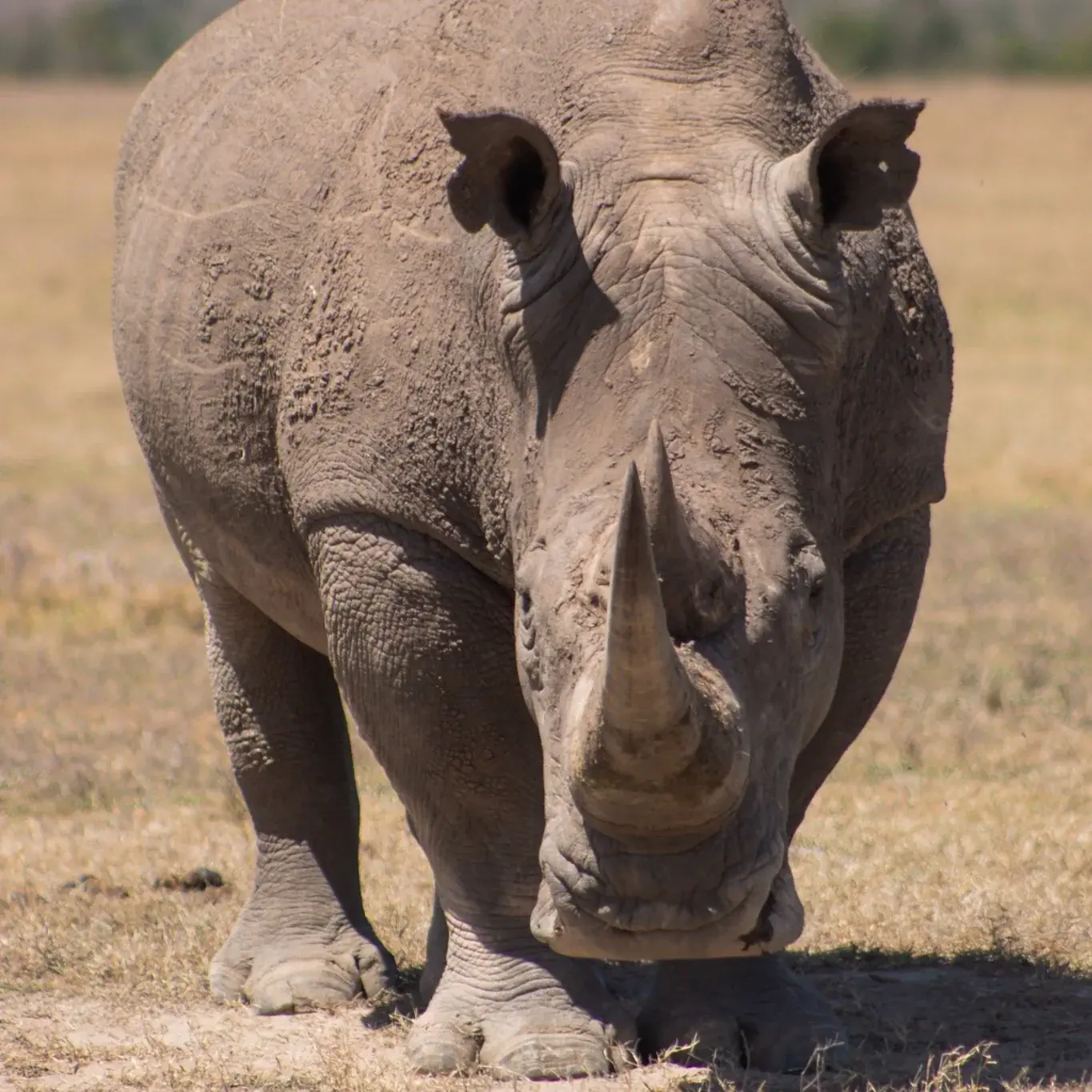 Yoga & Conservation Safari Retreats in Kenya, Zimbabwe and the Maldives