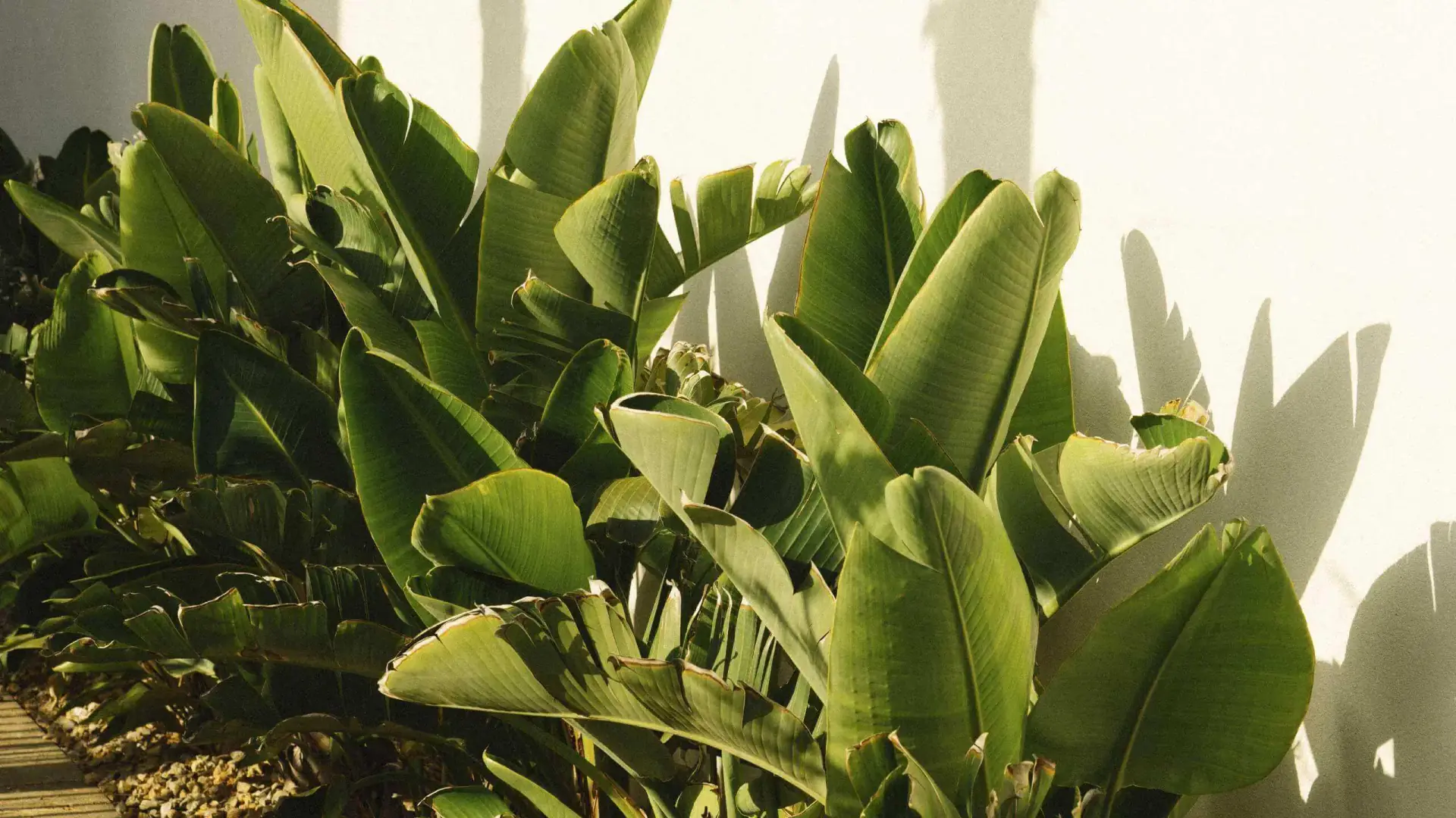 Two Wellness Retreats at a Luxury Ibiza Resort: Origen and Performance Weeks