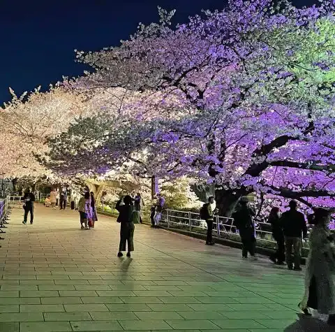 Springtime Japan Yoga, Hiking and Onsen Retreat