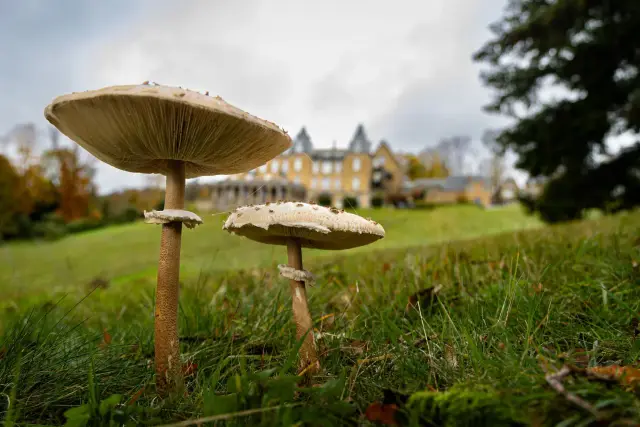 Autumn Yoga and Forest Walks Weekend in the Belgian Countryside